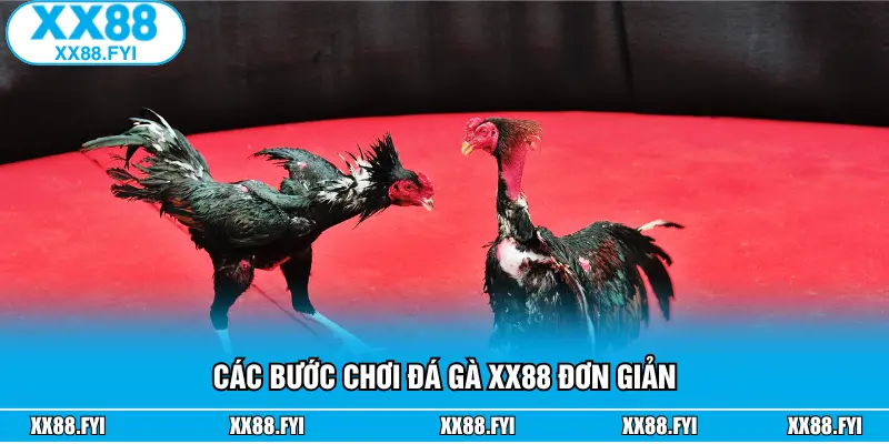 Các bước chơi đá gà XX88 đơn giản
