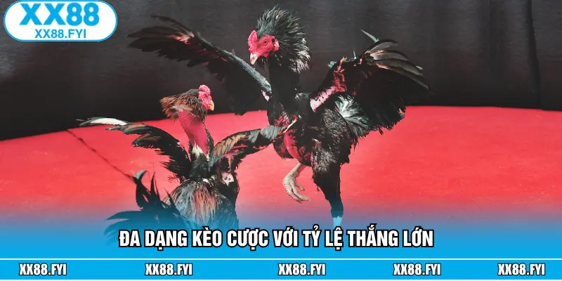 Đa dạng kèo cược với tỷ lệ thắng lớn