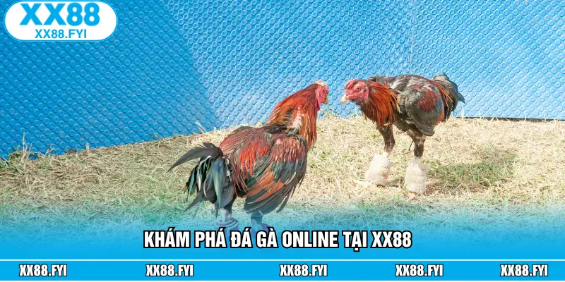 Khám phá đá gà online tại XX88